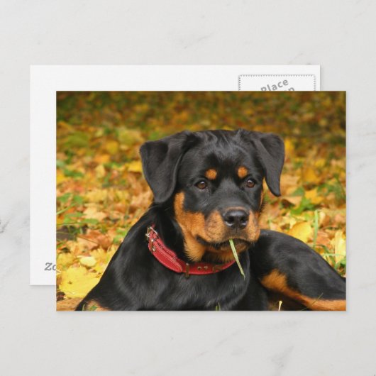 Carte Postale Rottweiler Pup Allongé Sur Le Terrain Dans La Forê (Devant / Derrière)