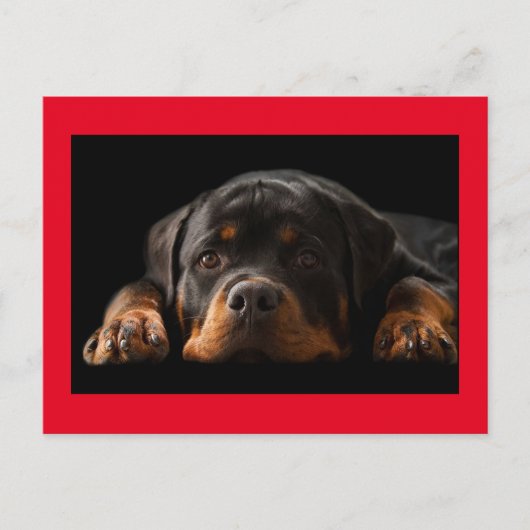 Carte Postale Rottweiler Puppy Dog Greeting (Devant)
