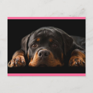 Carte Postale Rottweiler Puppy Dog Greeting