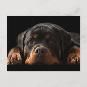 Carte Postale Rottweiler Puppy Dog Greeting Postcard - Blank