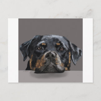 Carte Postale Rotweiller