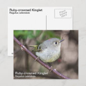 Carte Postale Roubis couronné (Devant / Derrière)