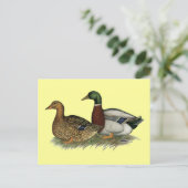 Carte Postale Rouen Ducks (Debout devant)