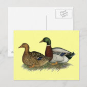 Carte Postale Rouen Ducks (Devant / Derrière)