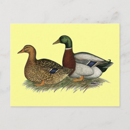 Carte Postale Rouen Ducks (Devant)