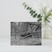 Carte Postale Roues (Debout devant)