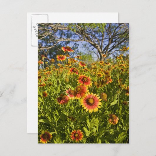 Carte Postale Roues à feu Gaillardia pulchella) fleurs sauvages (Devant / Derrière)