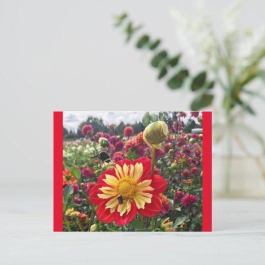Carte Postale Roues Dahlia (Debout devant)