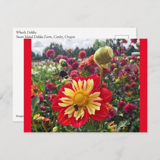 Carte Postale Roues Dahlia (Devant / Derrière)