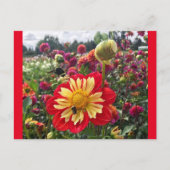 Carte Postale Roues Dahlia (Devant)