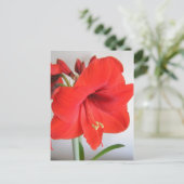 Carte Postale Rouge Amaryllis (Debout devant)