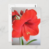 Carte Postale Rouge Amaryllis (Devant / Derrière)