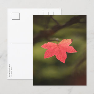 Carte Postale Rouge automne Maple Leaf Nature Photo