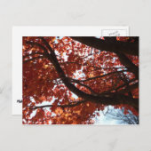 Carte Postale Rouge Branches d'érable Couleurs d'automne (Devant / Derrière)