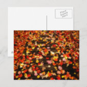 Carte Postale Rouge clair Jaune d'automne Maple Feuilles (Devant / Derrière)