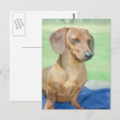 Carte Postale Rouge Dachshund (Devant / Derrière)