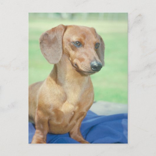 Carte Postale Rouge Dachshund (Devant)