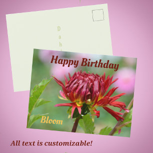 Carte Postale Rouge Dahlia prêt à fleurir Photographie d'anniver