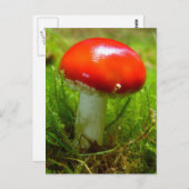 Carte Postale Rouge de champignon agarique (Devant / Derrière)