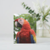 Carte Postale rouge écarlate (Debout devant)