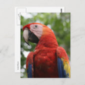 Carte Postale rouge écarlate (Devant / Derrière)