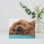 Carte Postale rouge english cocker spaniel 2.png (Debout devant)