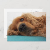 Carte Postale rouge english cocker spaniel 2.png (Devant / Derrière)
