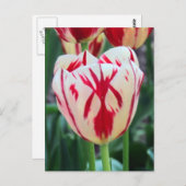 Carte postale Rouge et blanc Tulip (Devant / Derrière)