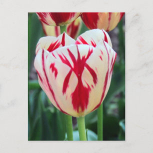 Carte postale Rouge et blanc Tulip
