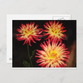Carte postale Rouge et Jaune Dahlia (Devant / Derrière)