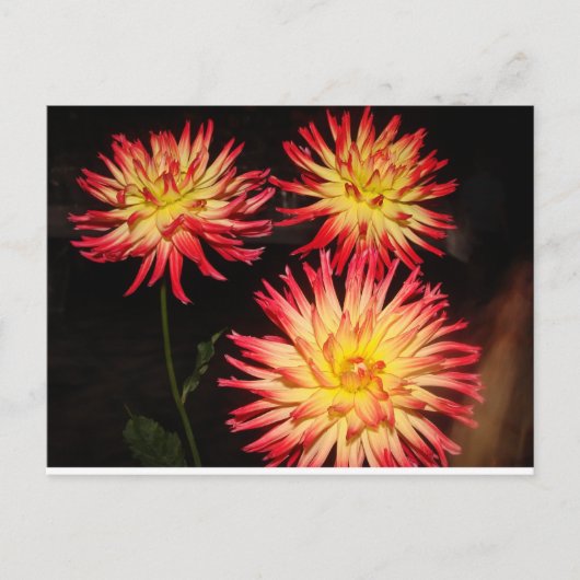 Carte postale Rouge et Jaune Dahlia (Devant)