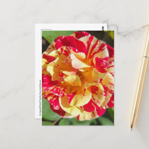 Carte postale rouge et jaune variée