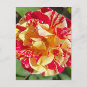 Carte postale rouge et jaune variée (Devant)