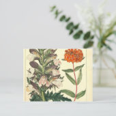 Carte Postale Rouge Fleur Vintage Botanique (Debout devant)