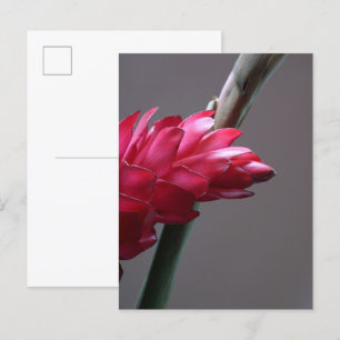 Carte postale Rouge Ginger Flower