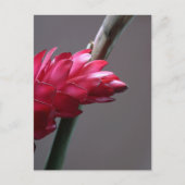 Carte postale Rouge Ginger Flower (Devant)