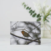 Carte Postale Rouge-gorge  (Debout devant)