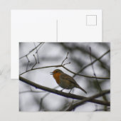Carte Postale Rouge-gorge  (Devant / Derrière)