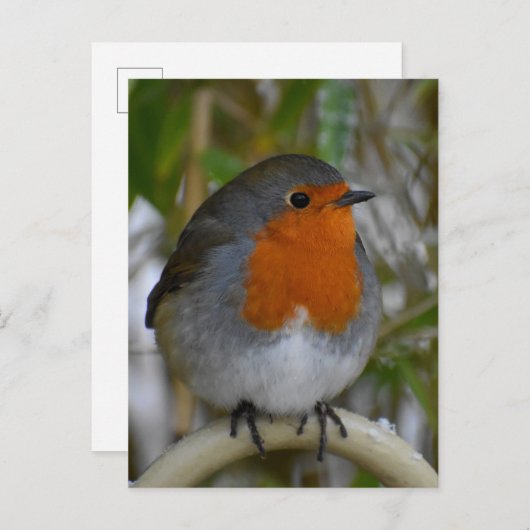 Carte Postale Rouge-gorge  (Devant / Derrière)