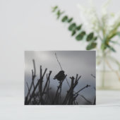 Carte Postale Rouge-gorge  (Debout devant)