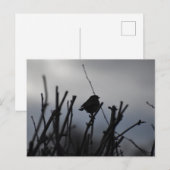 Carte Postale Rouge-gorge  (Devant / Derrière)