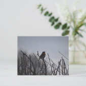 Carte Postale Rouge-gorge (Debout devant)