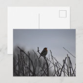 Carte Postale Rouge-gorge (Devant / Derrière)