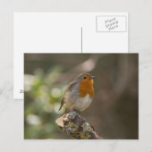 Carte Postale Rouge-gorge (Devant / Derrière)
