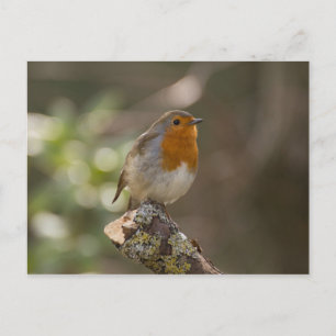 Carte Postale Rouge-gorge