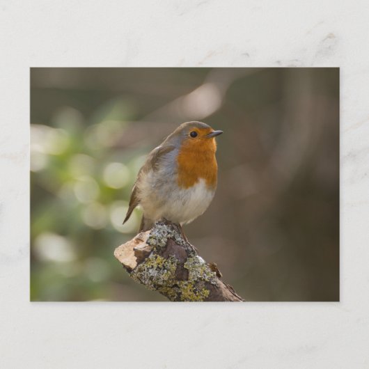 Carte Postale Rouge-gorge (Devant)