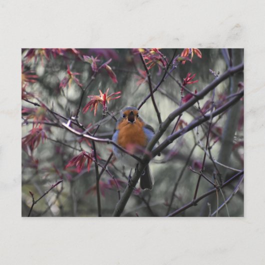 Carte Postale Rouge-gorge (Devant)