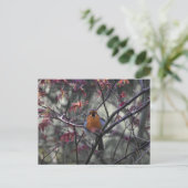 Carte Postale Rouge-gorge (Debout devant)