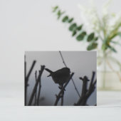 Carte Postale Rouge-gorge  (Debout devant)