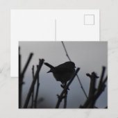 Carte Postale Rouge-gorge  (Devant / Derrière)